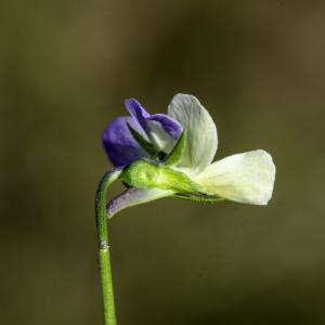 Photographie n°2445635 du taxon Viola tricolor L. [1753]