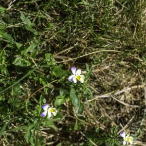 Photographie n°2445636 du taxon Viola tricolor L. [1753]