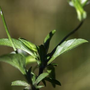 Photographie n°2445637 du taxon Viola tricolor L. [1753]