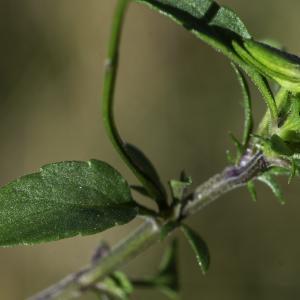 Photographie n°2445638 du taxon Viola tricolor L. [1753]