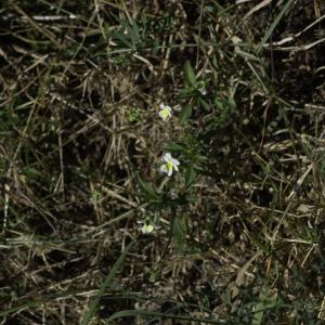 Photographie n°2445639 du taxon Viola tricolor L. [1753]