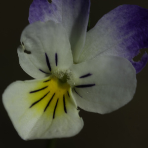 Photographie n°2445641 du taxon Viola tricolor L. [1753]