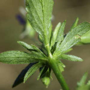 Photographie n°2445643 du taxon Viola tricolor L. [1753]