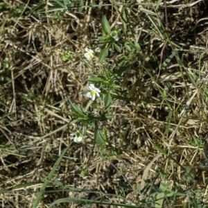 Photographie n°2445645 du taxon Viola tricolor L. [1753]