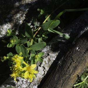 Photographie n°2445651 du taxon Hypericum humifusum L. [1753]