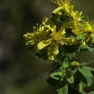 Photographie n°2445653 du taxon Hypericum humifusum L. [1753]