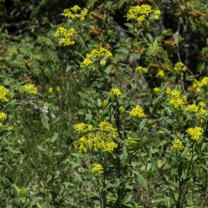 Photographie n°2445669 du taxon Senecio ovatus (P.Gaertn., B.Mey. & Scherb.) Willd. [1803]