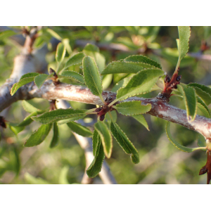 Prunus cocomilia Ten.