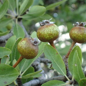 Photographie n°2445687 du taxon Pyrus spinosa Forssk.