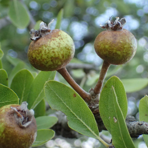 Photographie n°2445689 du taxon Pyrus spinosa Forssk.