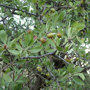 Photographie n°2445690 du taxon Pyrus spinosa Forssk.