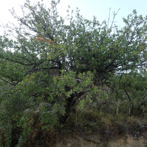 Photographie n°2445691 du taxon Pyrus spinosa Forssk.