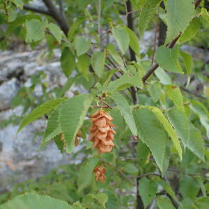 Photographie n°2445699 du taxon Ostrya carpinifolia Scop.