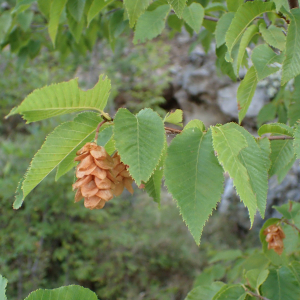 Photographie n°2445700 du taxon Ostrya carpinifolia Scop.