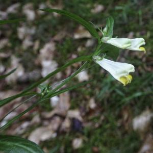 Photographie n°2445775 du taxon Melampyrum pratense L.