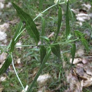 Photographie n°2445776 du taxon Melampyrum pratense L.