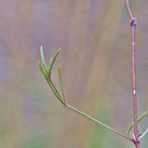 Photographie n°2445821 du taxon Asperula cynanchica L. [1753]