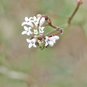 Photographie n°2445824 du taxon Asperula cynanchica L. [1753]