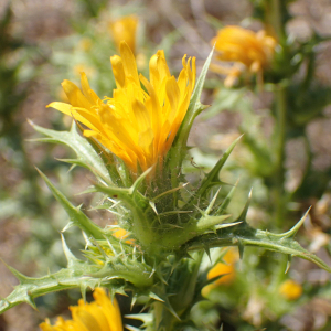 Photographie n°2445847 du taxon Scolymus hispanicus L.