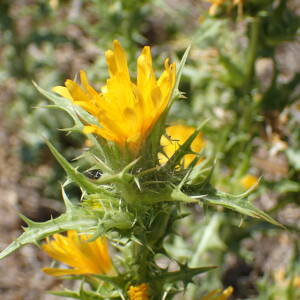 Photographie n°2445848 du taxon Scolymus hispanicus L.