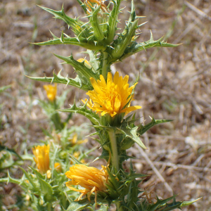 Photographie n°2445849 du taxon Scolymus hispanicus L.