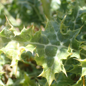 Photographie n°2445850 du taxon Scolymus hispanicus L.