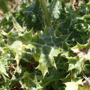 Photographie n°2445851 du taxon Scolymus hispanicus L.