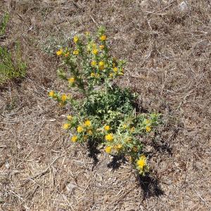 Photographie n°2445852 du taxon Scolymus hispanicus L.