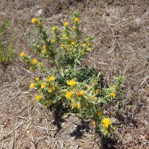 Photographie n°2445853 du taxon Scolymus hispanicus L.