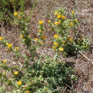 Photographie n°2445854 du taxon Scolymus hispanicus L.