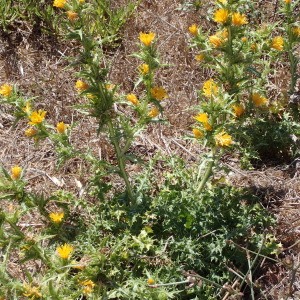 Photographie n°2445855 du taxon Scolymus hispanicus L.