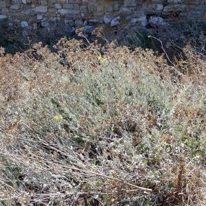 Photographie n°2445868 du taxon Jacobaea maritima (L.) Pelser & Meijden