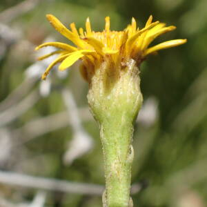 Photographie n°2445873 du taxon Limbarda crithmoides (L.) Dumort.