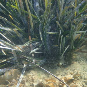 Photographie n°2446002 du taxon Posidonia oceanica (L.) Delile