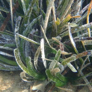 Photographie n°2446003 du taxon Posidonia oceanica (L.) Delile