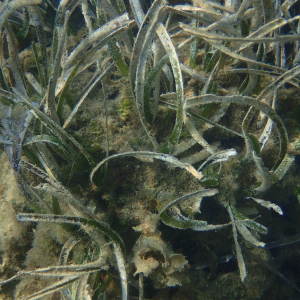 Photographie n°2446005 du taxon Posidonia oceanica (L.) Delile