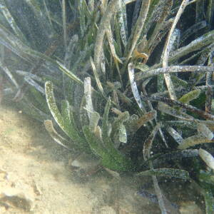 Photographie n°2446006 du taxon Posidonia oceanica (L.) Delile