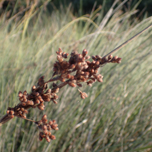 Photographie n°2446035 du taxon Juncus acutus L.