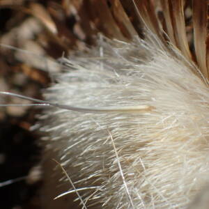 Photographie n°2446047 du taxon Carlina gummifera (L.) Less.