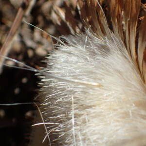 Photographie n°2446050 du taxon Carlina gummifera (L.) Less.