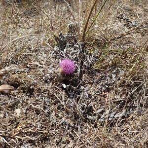 Photographie n°2446052 du taxon Carlina gummifera (L.) Less.