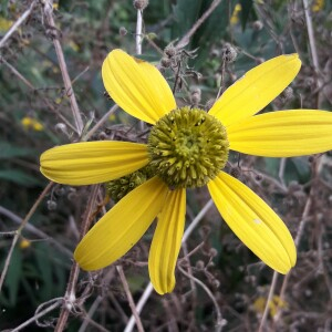 Photographie n°2446100 du taxon Rudbeckia laciniata L. [1753]