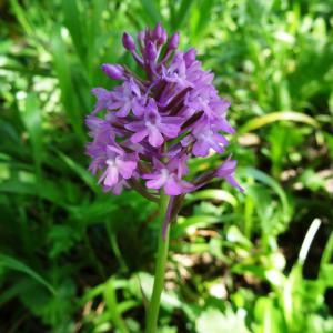 Photographie n°2446102 du taxon Anacamptis pyramidalis var. pyramidalis