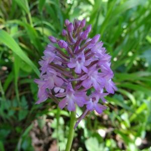 Photographie n°2446103 du taxon Anacamptis pyramidalis var. pyramidalis