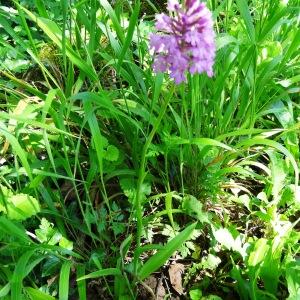 Photographie n°2446104 du taxon Anacamptis pyramidalis var. pyramidalis