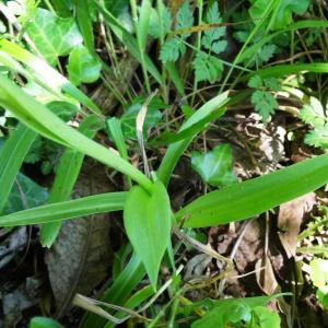 Photographie n°2446105 du taxon Anacamptis pyramidalis var. pyramidalis