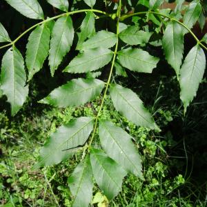 Photographie n°2446126 du taxon Fraxinus excelsior L. [1753]