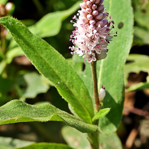 Photographie n°2446131 du taxon Persicaria amphibia (L.) Gray