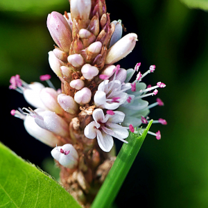 Photographie n°2446134 du taxon Persicaria amphibia (L.) Gray