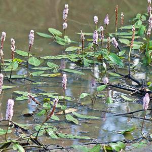 Photographie n°2446135 du taxon Persicaria amphibia (L.) Gray